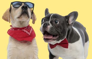 Moños, pañuelos, lentes y accesorios diversos.... Humanizar al perro en extremo puede ser considerado maltrato animal.