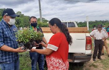 Técnicos de Infona entregan plantines a una productora.