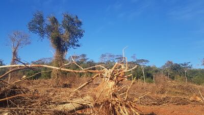 Desmonte ilegal detectado por la fiscalía en Corpus Christi, Canindeyú.