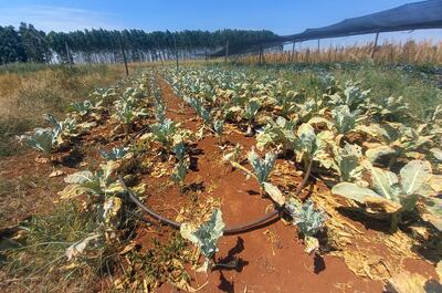 Con los resultados dados a conocer por el BCP, ya se observan los efectos de la sequía en el sector agro.