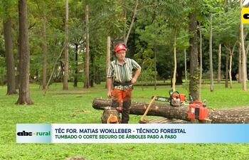 Tumbado seguro de árboles paso a paso