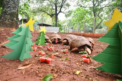 El sitio de esta especie fue decorado con arbolitos navideños.