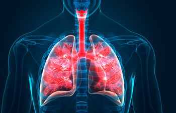 pulmones sistema respiratorio