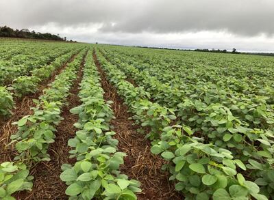 El uso de inoculantes favorece un buen arranque del cultivo de soja, más adelante se verá en el cargado de granos.