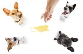 Debemos evitar el uso de ciertos productos químicos para limpiar el pipí de nuestras mascotas.