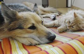 No es necesario que nuestra mascota salga a la calle para que se le pegue algún parásito, nosotros mismos podemos ser portadores de algunos.