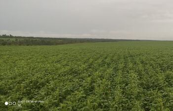Extensos cultivos de soja fueron regados con la lluvia de hoy.