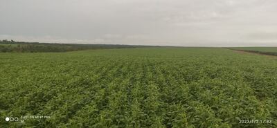 Extensos cultivos de soja fueron regados con la lluvia de hoy.