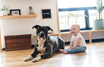 Considerando que la genética si puede influir en el temperamento de un canino, la socialización y educación del cachorro proporcionadas por sus propietarios es un aspecto determinante.