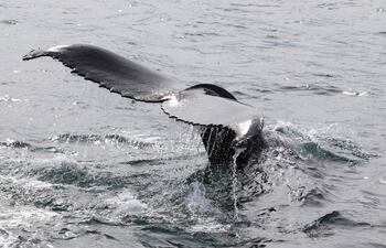 Una ballena jorobada bucea en Hestfjorour, Islandia, mientras los científicos están recopilando datos del soplo de las ballenas para averiguar si se estresan con los barcos de observación de ballenas, una industria que ha florecido en los últimos años.