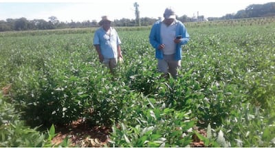 El productor Leonardo Montanía, Don Checo, en su pequeño cultivo de soja, en Cruce Liberación, San Pedro, en compañía de otro productor.