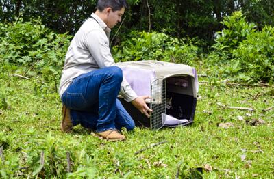 Momento de la liberación de un Tiríka. (gentileza).