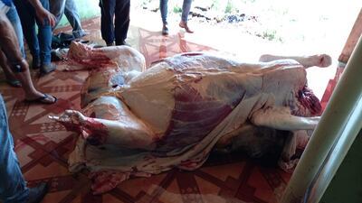 Uno de los buyes ya fue faenado.