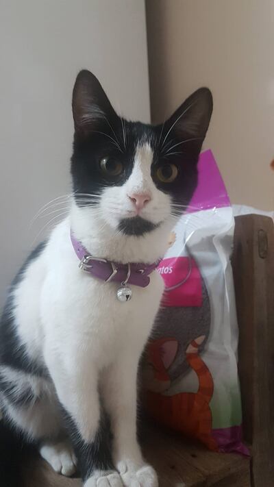 Mimi, mascota perdida