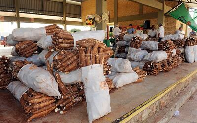 Por octavo año consecutivo el Abasto Norte celebrará el Día de la Mandioca. Y será el próximo lunes 9 del corriente.