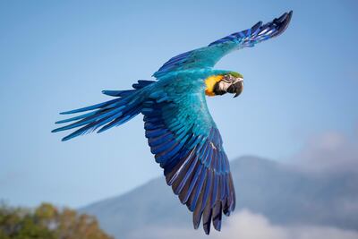 Una guacamaya vuela en Caracas (Venezuela).