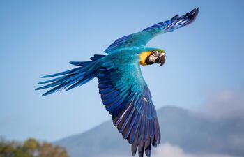 Una guacamaya vuela en Caracas (Venezuela).