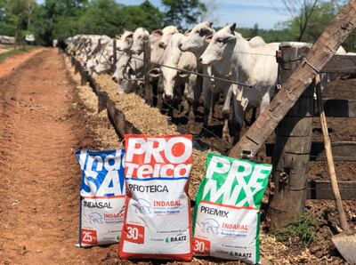 INDABAL cuenta con todo tipo de balanceados y sales minerales que el animal puede necesitar para cubrir sus requerimientos.