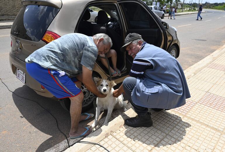 La vacuna antirrábica debe aplicarse a las mascotas partir de los 3 meses. 