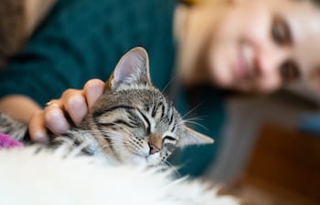 Quien asuma el cuidado del gato, debería pasar al menos una vez al día a visitarlo, alimentarlo, controlar el lugar donde hace sus necesidades y ocuparse de él.