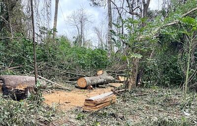 Troncos de árboles  y tablones de madera hallaron los intervinientes.