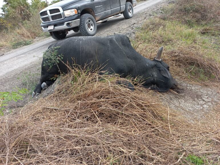 El animal agonizó  por varias horas tras recibir un disparo con rifle, quedó tendido al costado de un camino rural.
