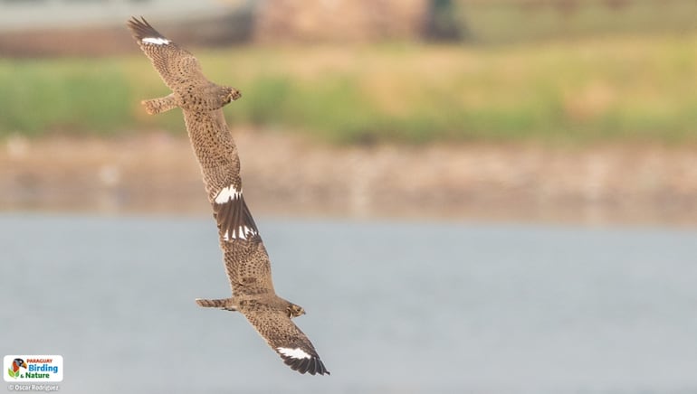 Ñacundá (Podager nacunda), fotografía gentileza de Oscar Rodríguez (Paraguay Birding & Nature), CON - Paraguay