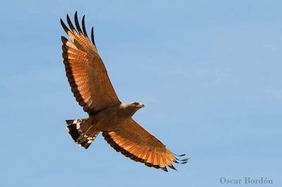 Taguato pytã (Heterospizias meridionalis), foto gentileza de Oscar Bordon, Naturaleza de Paraguay en fotografía