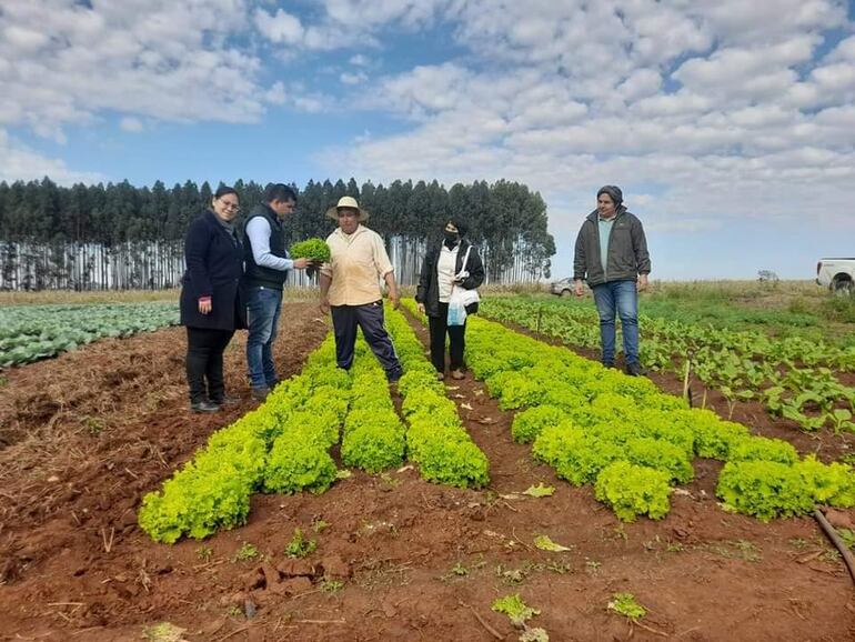 Levantas muestras de las parcelas de lechuga en Minga Guazú.