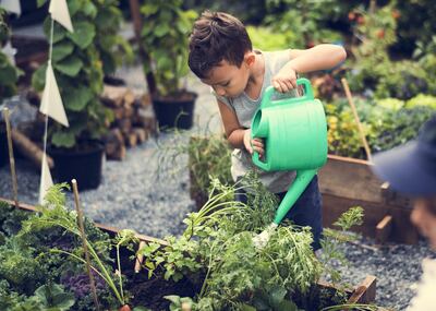 Un niño riega el cultivo de un huerto.