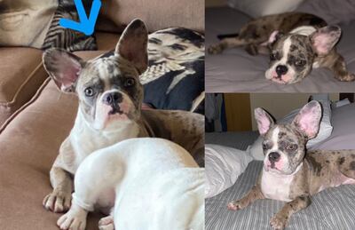 Luna, perrita BullDog merle hembra