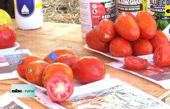 Tomates híbridos con características técnicas y productivas
