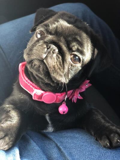 Lady es una pug enferma, perdida en San Bernardino.