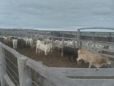 Recuperan ganado robado de la estancia El Solitario, en Boquerón.