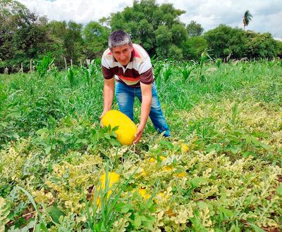 Don  Feliciano Dejesús muestra la novedosa sandía amarilla, que tuvo gran aceptación desde la primera foto subida a las redes sociales. Su familia y él se preparan para seguir vendiendo.