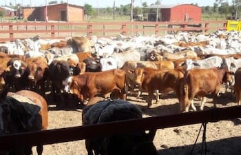 Los animales vacunos fueron arreados hasta un corral de la estancia. Foto gentileza.