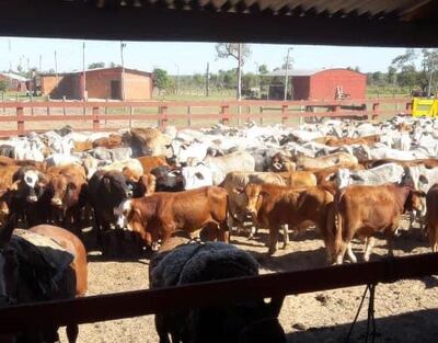 Los animales vacunos fueron arreados hasta un corral de la estancia. Foto gentileza.