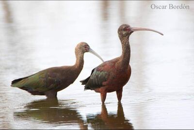 Karãu'i (Plegadis chihi), fotografía gentileza de Oscar Bordon, Naturaleza de Paraguay en fotografía.