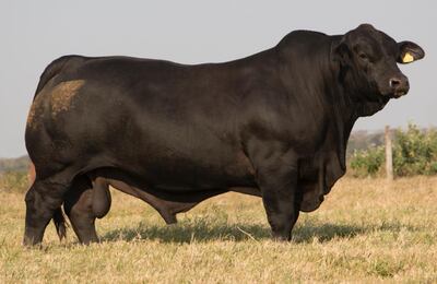 Imponente por donde se lo mire, el toro Brangus adquirido por Centro Genético el Álamo en G. 238 millones, durante la feria organizada por la Estancia Martha Esther y desarrollada por CLS Remates.