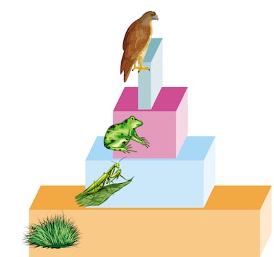 Pirámides tróficas o ecológicas