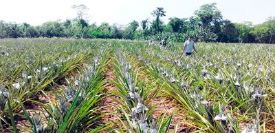 Esta plantación corresponde a una parcela de piña ubicada en la calle 2ª Línea Chachî de Guayaybí.