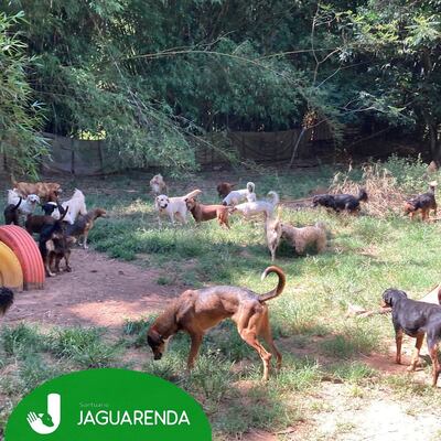 Los perros viven juntos sin jaulas y un espacio que buscan mejorar. (gentileza).
