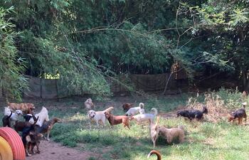 Los perros viven juntos sin jaulas y un espacio que buscan mejorar. (gentileza).