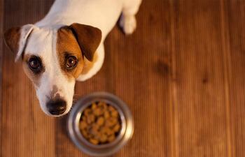 La alimentación debe ser de calidad, completa y equilibrada, dado que cada perro es diferente, hay que tener en cuenta la forma de la mandibula, aporte energético según raza y predisposición a las enfermedades.
