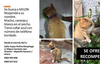 Milon, mascota perdida