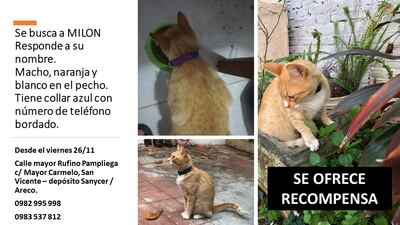 Milon, mascota perdida