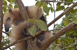Las infecciones por Sars-CoV-2 en especies de la fauna salvaje brasileña, muchas de ellas sin contacto con los seres humanos, están movilizando a la comunidad científica del país, uno de los más golpeados por la pandemia y que teme por los animales ante la incógnita de nuevas cepas.