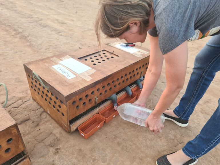 Las aves fueron hidratadas antes de emprender vuelo.