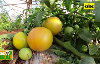 Abc Rural: Solarización de suelo en invernaderos