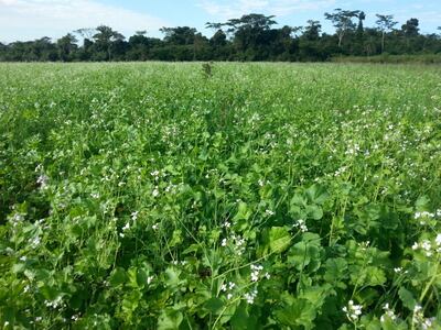 El uso del nabo como abono verde puede favorecer enormemente al suelo para el cultivo siguiente, además controla la presencia de malezas.